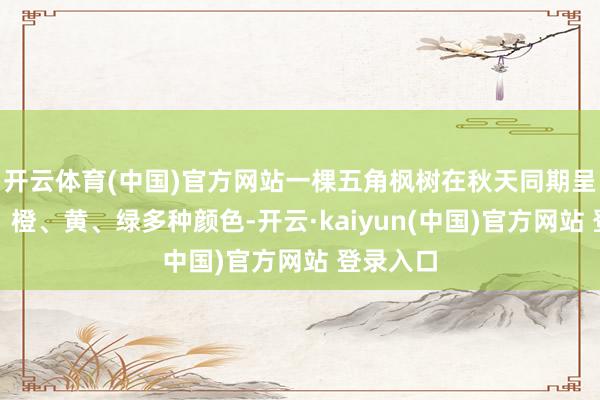 开云体育(中国)官方网站一棵五角枫树在秋天同期呈现出红、橙、黄、绿多种颜色-开云·kaiyun(中国)官方网站 登录入口